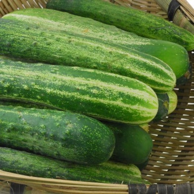 Jibai Shimoshirazu Cucumber