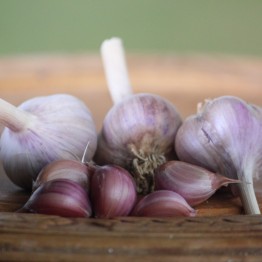 Heirloom Garlic Khabar Garlic