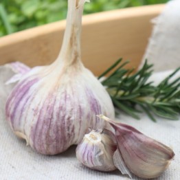 Heirloom Garlic Kostyn's Red Russian