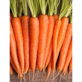 Kuroda Long Carrot Vegetable Seeds