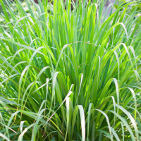 Lemongrass