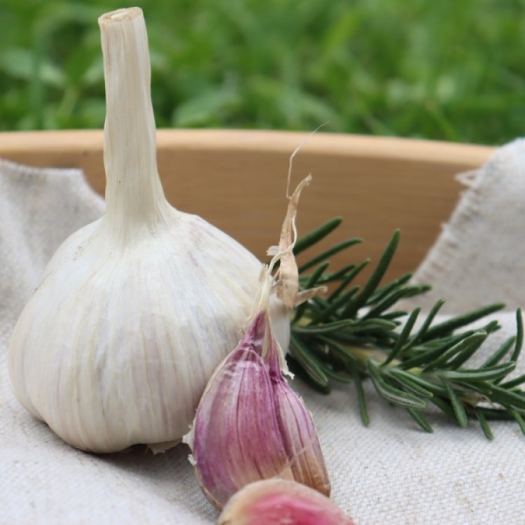 Heirloom Garlic Leningrad