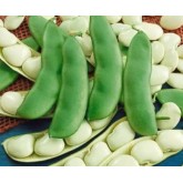 Lima Beans Lima Beans