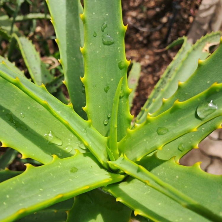 Homesteaders Aloe