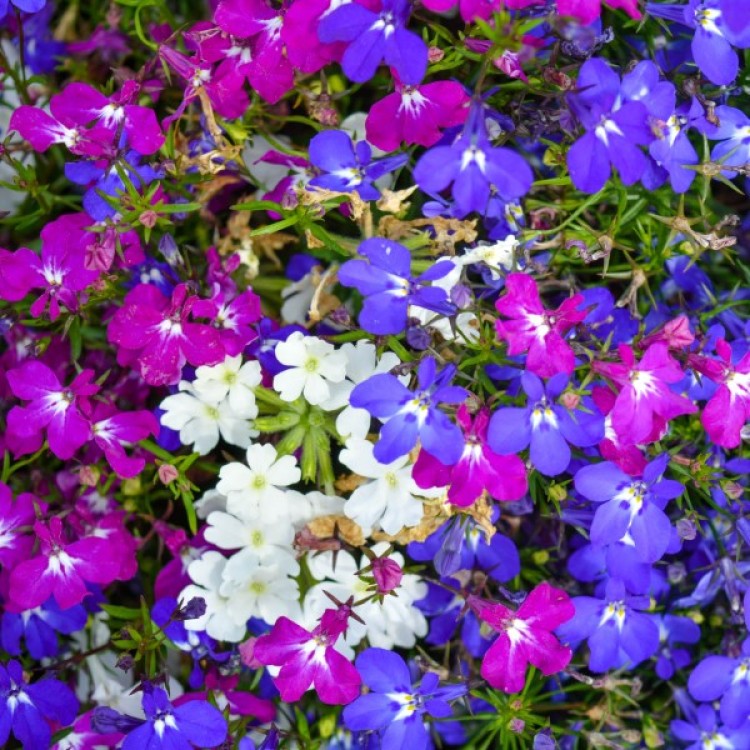 Lobelia Riviera Mix