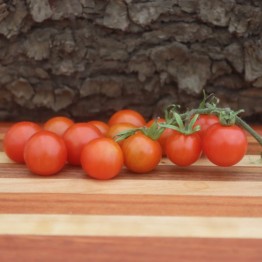 Malawi Cherry Tomato