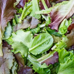 Mesclun Mix