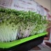 Livingseeds Microgreens System