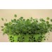 Mineral Rich Clover Blend Sprout & Microgreen Seed