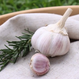 Heirloom Garlic Moroccan Creole