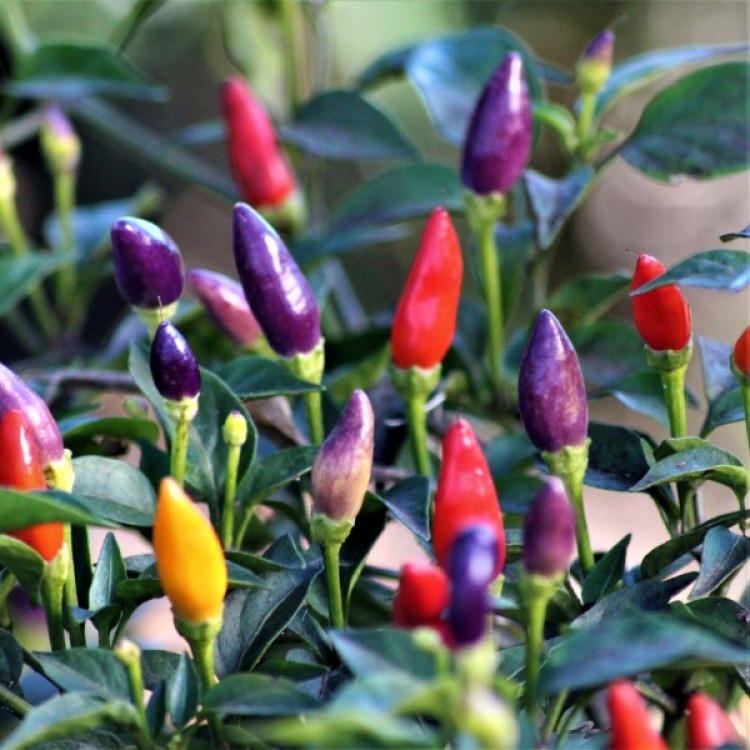 NuMex Twilight Chilli