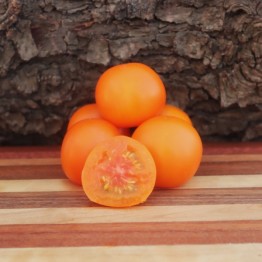 Orange Favorite Tomato