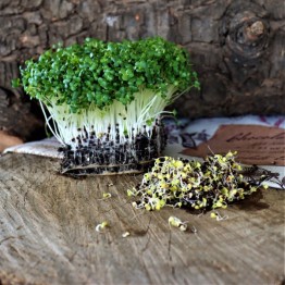 Pak Choi Sprouting and Microgreen seed