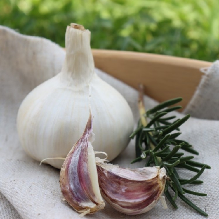 Heirloom Garlic Persian Star