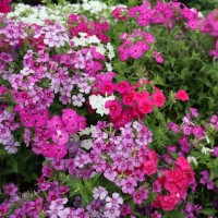 Phlox