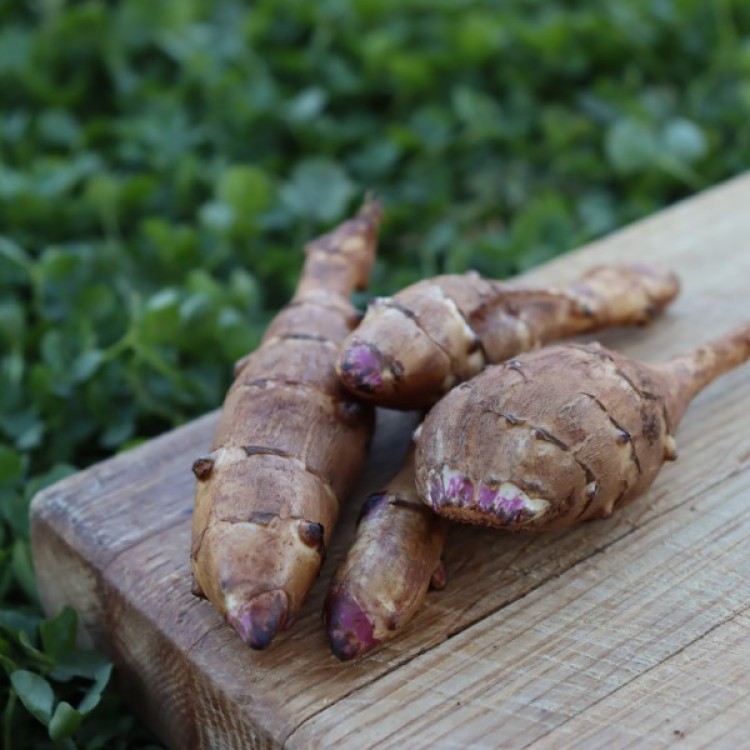 Plett Purple Artichoke