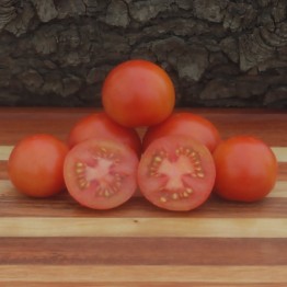 Polish Dwarf Tomato