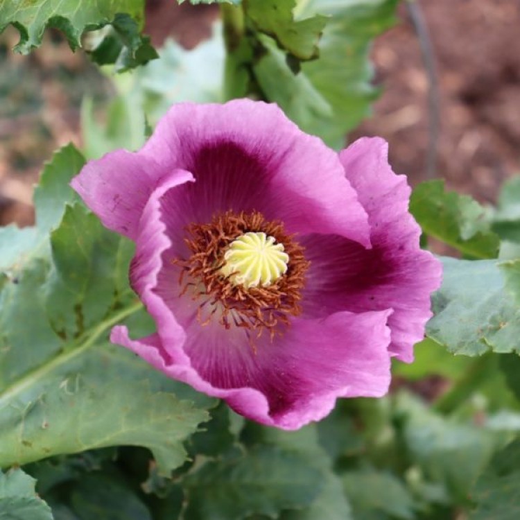 Poppy Tassie Farmer