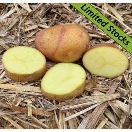 Bikini Seed Potatoes 9Kg