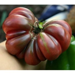 Purple Calabash Tomato Vegetable Seeds