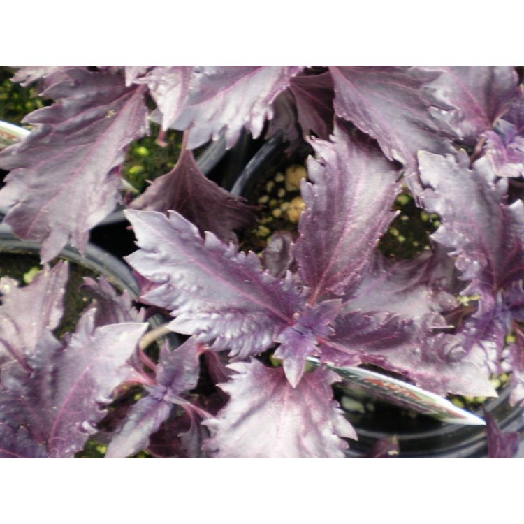 Purple Ruffles Basil Herb Seed