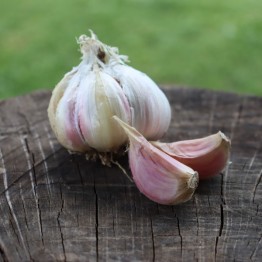 Heirloom Garlic Purple Glazer