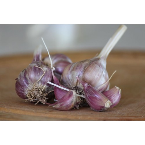 Heirloom Garlic Purple Glazer Garlic