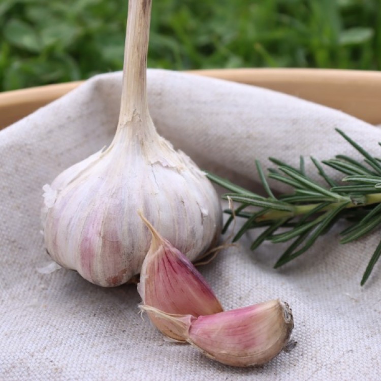 Heirloom Garlic Purple Glazer