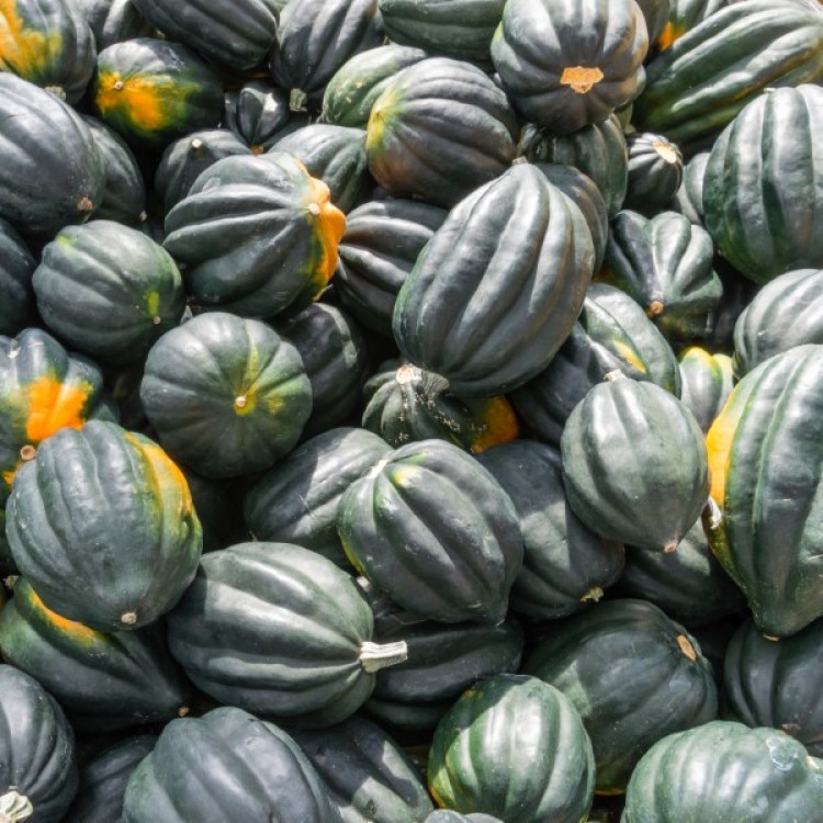 Table Queen Squash