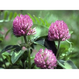 Red Clover Green Manures