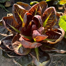 Radicchio rossa de Verona