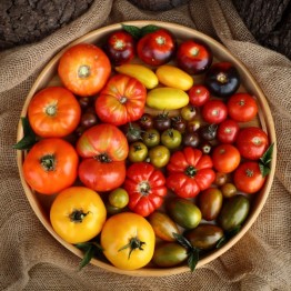 Rainbow Tomato Collection - Petite