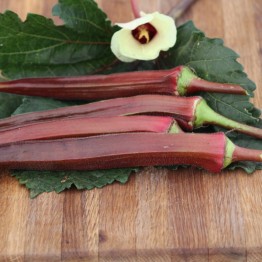 Red Burgundy Okra