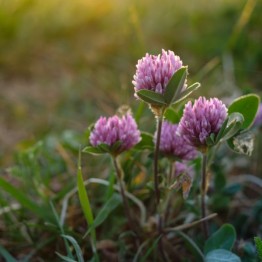 Red Clover