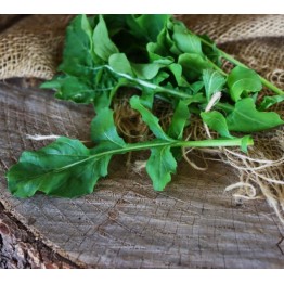 Rocket (Arugula)