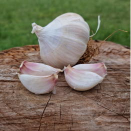 Heirloom Garlic Rose de Lautrec Garlic