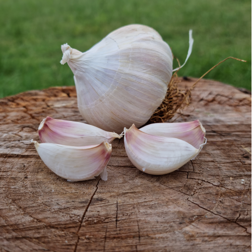 Heirloom Garlic Rose de Lautrec Garlic