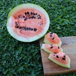 Scaly Bark Watermelon