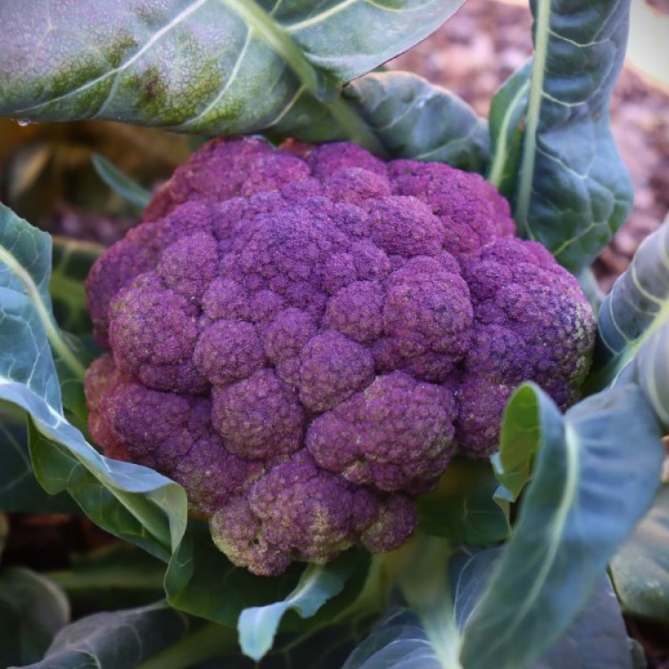 Sicilian Violet Cauliflower