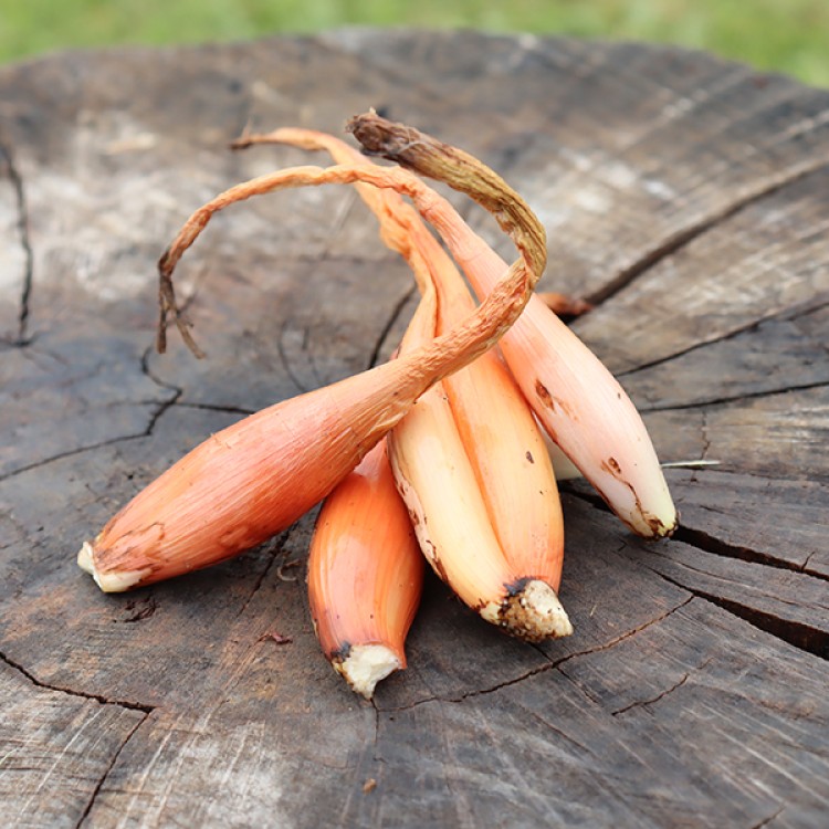 Spanish Shallot