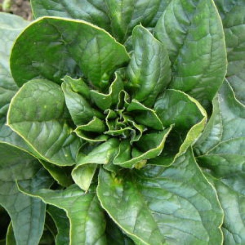 Lorelei Spinach Vegetable Seeds