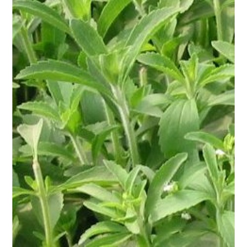 Stevia Herb Seed