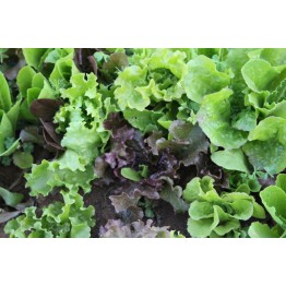 Summer Lettuce Blend Vegetable Seeds