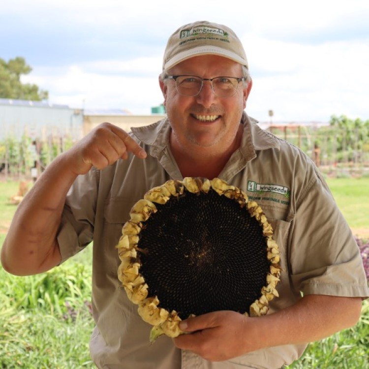 Sunflower Nigerian Oilseed