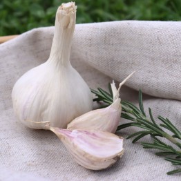 Heirloom Garlic Susan Delafield