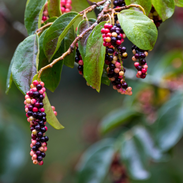 Tassel Berry