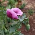 Poppy Tassie Farmer