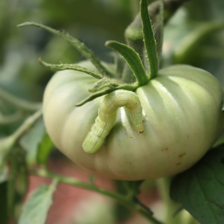 Cutworm, Tomato Bollworm and Tomato Semi Looper : Trap System 