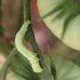 Cutworm, Tomato Bollworm and Tomato Semi Looper : Trap System 