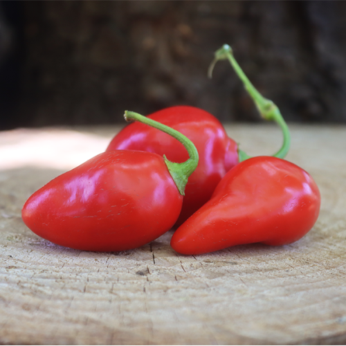 Tropical Red Peppers / Chillis